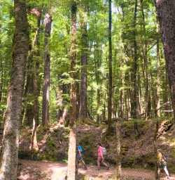 5. Routeburn beech forest