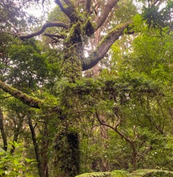 5. Amazing old tree with hanging moss