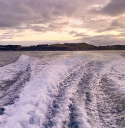 5. Boat ride out to dolphin swim
