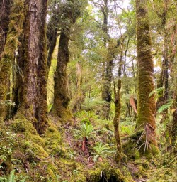 5. Giant trees on Hollyford Track
