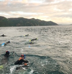 5. Guests in water with dolphins