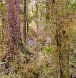 5. Hollyford native forest
