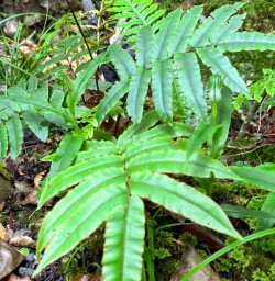 5. Native flora on Ulva Island