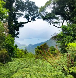 5. Nydia Track views