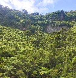 5. Pororari River native forest views