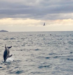 5. Two dolphins jumping out of the water