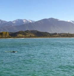 5. Views from dolphin swim boat
