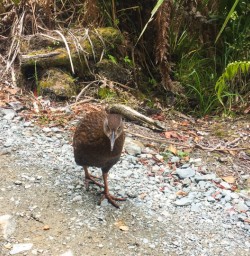 5. Weka Pororari River