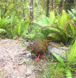 5. Weka encounter