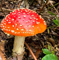 5. Wild mushroom