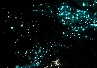 5. Glowworms in Waitomo