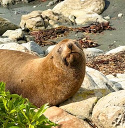 Fur Seal in Kaikoura