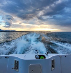 Dolphin swim in Kaikoura 