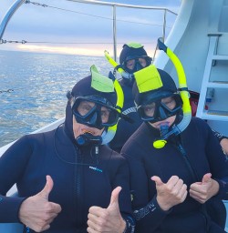 Dolphin tours in Kaikoura 