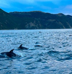Dolphins in Kaikoura 