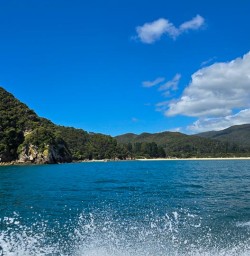 Dolphins in Kaikoura