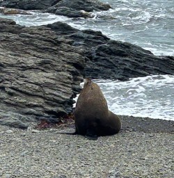 Fur seal Kaikoura