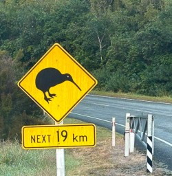 Kiwi spotting