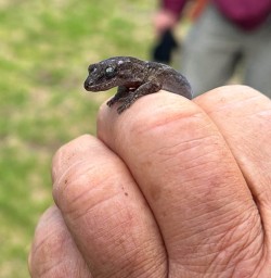 Lizard on Mou Waho Island in Wanaka