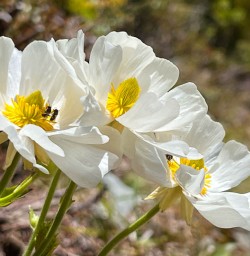Mount Cook lily New Zealand 2