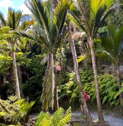 Paparoa National Park hiking tours 