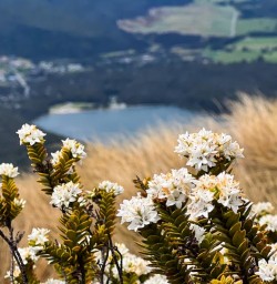 Pelorus Sound to Nelson 18 November 2024 2