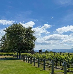 Queen Charlotte Sound Marlborough Vineyards 02 December 2024 14