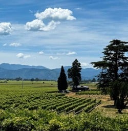Queen Charlotte Sound Marlborough Vineyards 02 December 2024 9