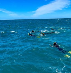 Swimming with dolphins in Kaikoura with New Zealand Trails 