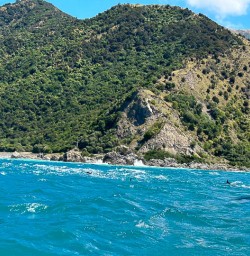 Swimming with dolphins in Kaikoura