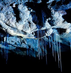 Waitomo Glowworms