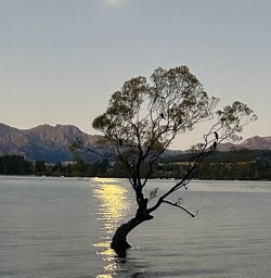 Wanaka Tree