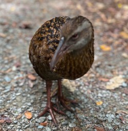 Weka Bird