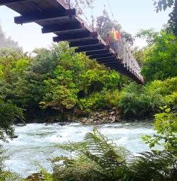 'Kiwi-style' bridge on the Hollyford Track. 
