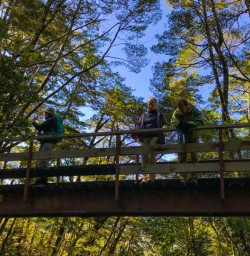 Bridge on Routeburn track