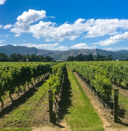 Cloudy bay vineyard Blenheim2