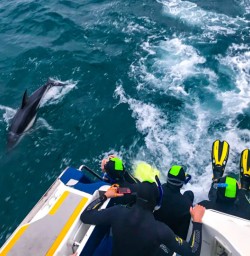 Dolphin jumping Kaikoura