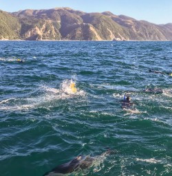 Dolphins at Kaikoura, Canterbury New Zealand