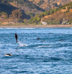 Such show offs! The cheeky Dusky Dolphins at play