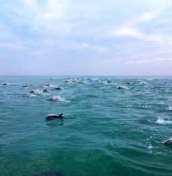 6 dolphin swimming kaikoura canterbury nz2