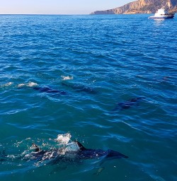 Dolphin Swimming at Kaikoura