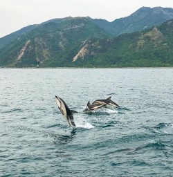 Dusky dolphins Kaikoura
