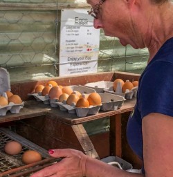 Eggs Experience at Canterbury, New Zealand