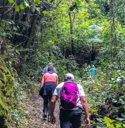 Guests hiking through native bush