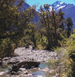 Hollyford Track river, Fiordland New Zealand