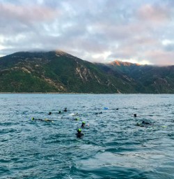 Kaikoura dolphin swim