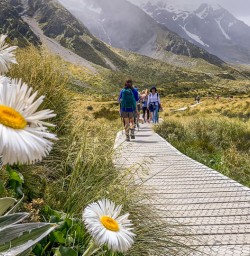 Mt Cook Daisies at Hooker Valley Track, Aoraki Mt Cook Canterbury New Zealand