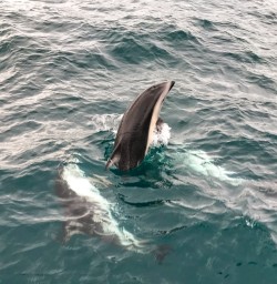 Playful dolphins Kaikoura
