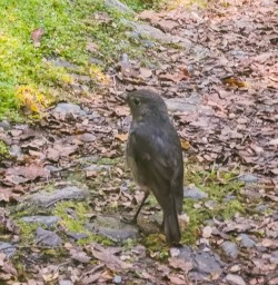Robin bird at at Hollyford Track Fiordland New Zealand