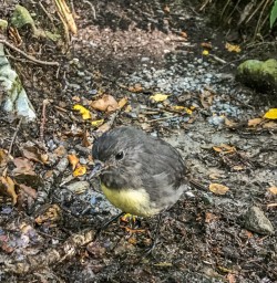 Robin Bird on Routeburn Track, Otago New Zealand